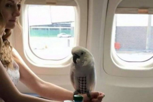 Як транспортувати птахи літаком? Як транспортувати птахи літаком?